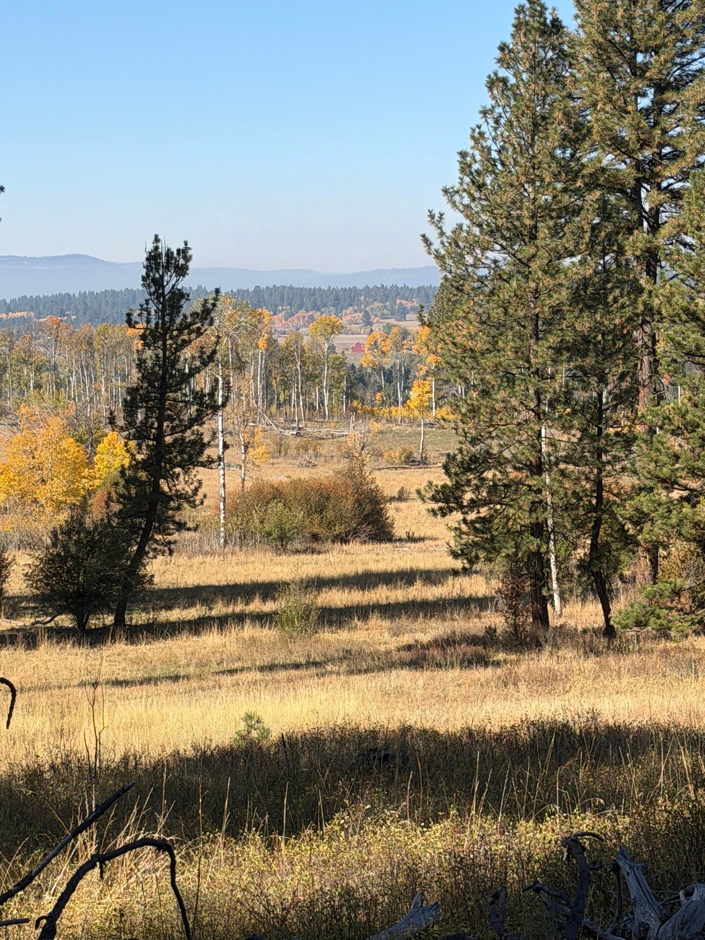 Golden aspens between pines with the hazy valley beyond